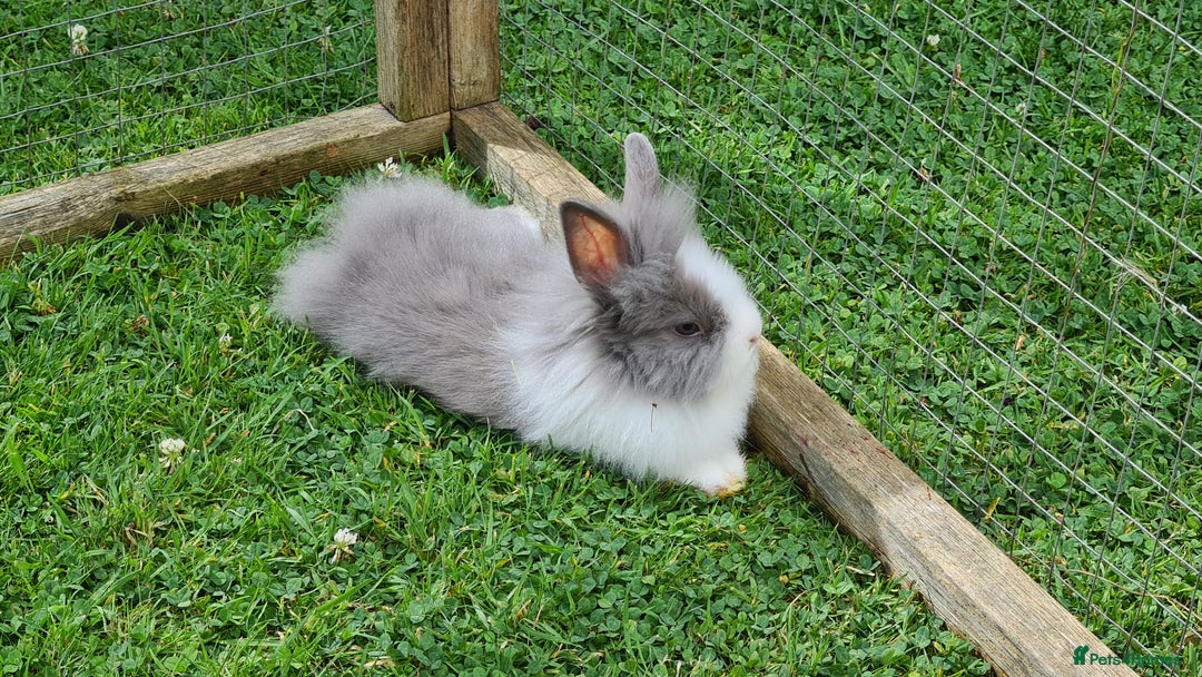 Lionhead rabbits for sale: READY NOW! Beautiful Baby Lionhead Bunnies - Image 11