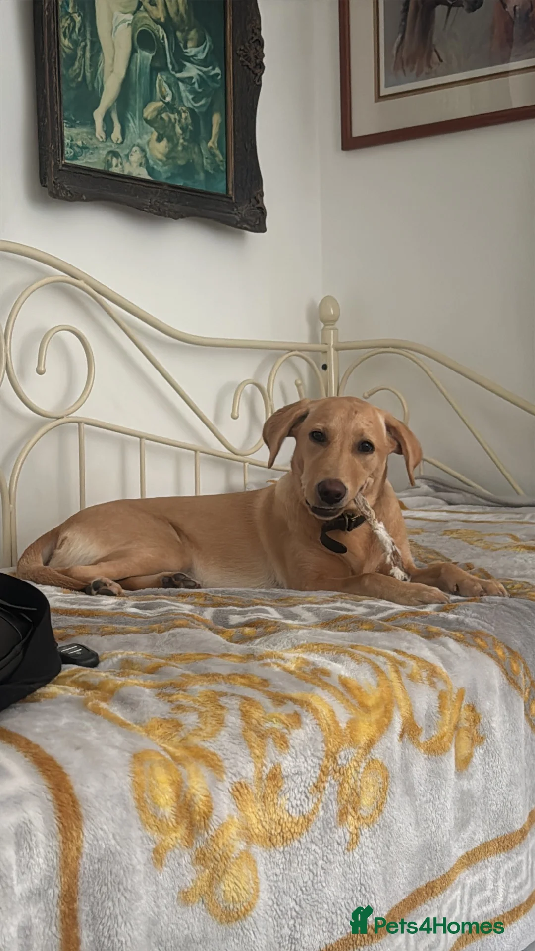Labrador Retriever dogs for sale: Female Labrador KC registered  - Advert 2