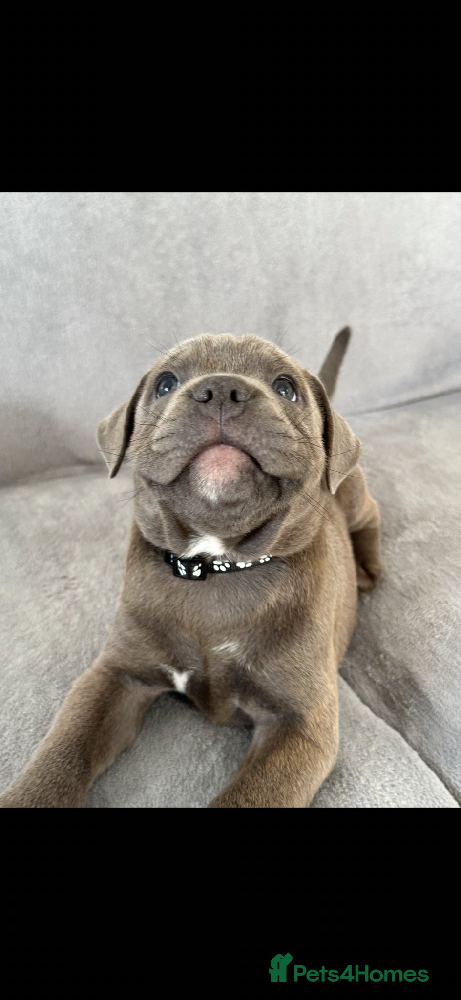 Staffordshire Bull Terrier dogs Staffordshire bull terrier  - Advert 2