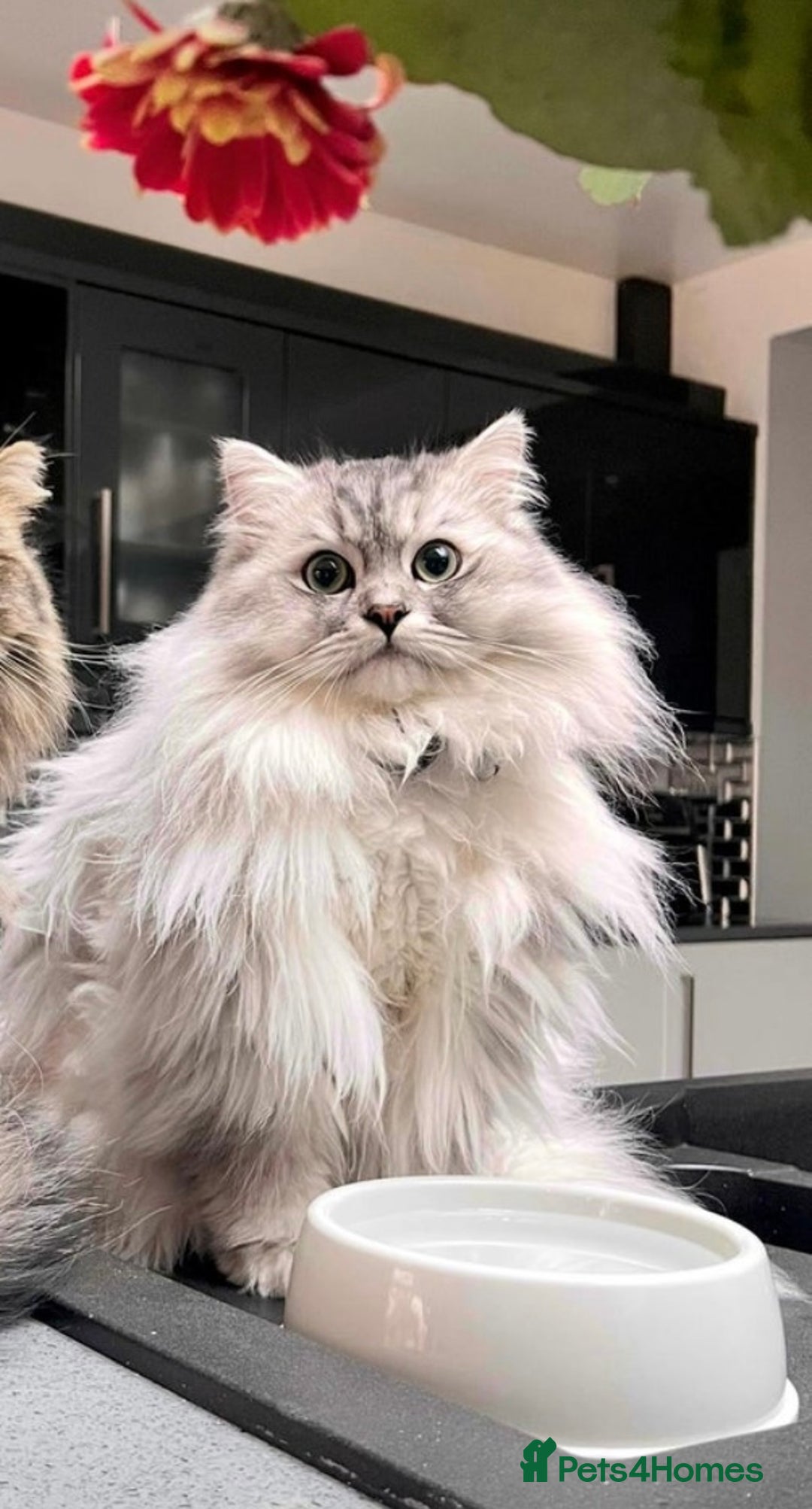 Perdoll cats for sale: PERDOLL KITTENS FOR SALE - Advert 12