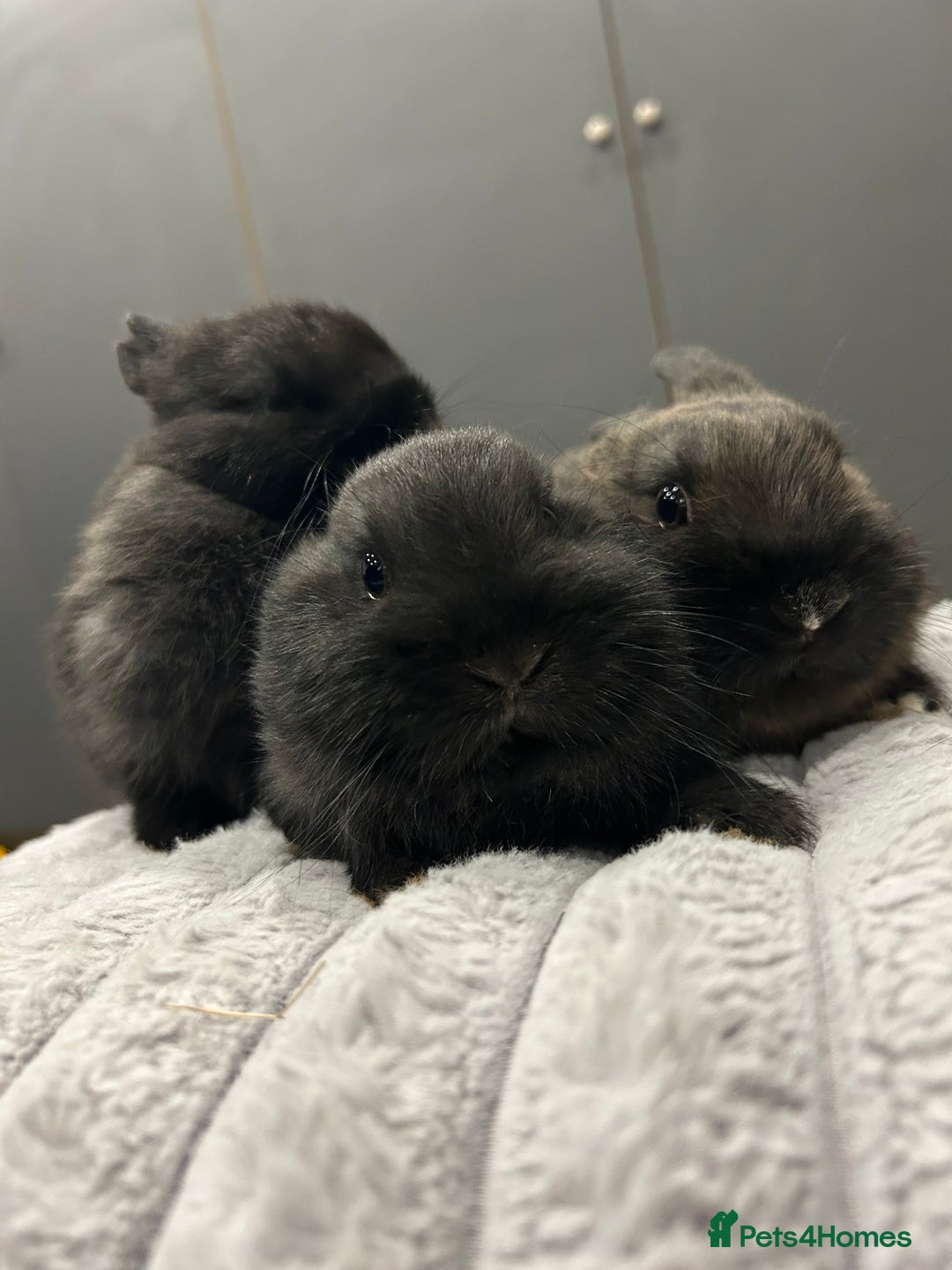 Netherland Dwarf rabbits for sale: Baby Netherland dwarfs  - Advert 4