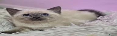 Ragdoll 1