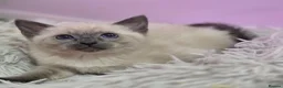 Ragdoll cats for sale: Ragdoll x Burmese - Advert 2