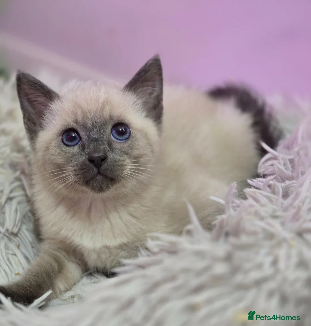 Ragdoll cats for sale: Ragdoll x Burmese - Advert 2