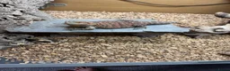 Bearded Dragon reptiles for sale: 1 year old bearded dragon and full set up in Bridgend - Advert 4