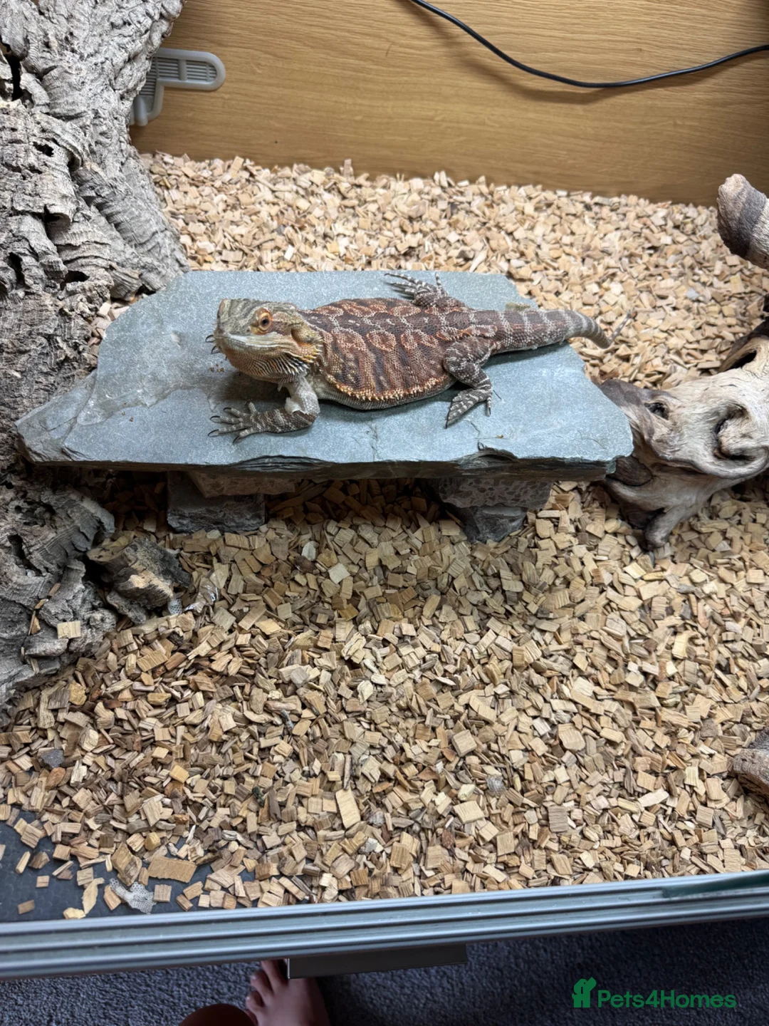 Bearded Dragon reptiles for sale: 1 year old bearded dragon and full set up in Bridgend - Advert 4