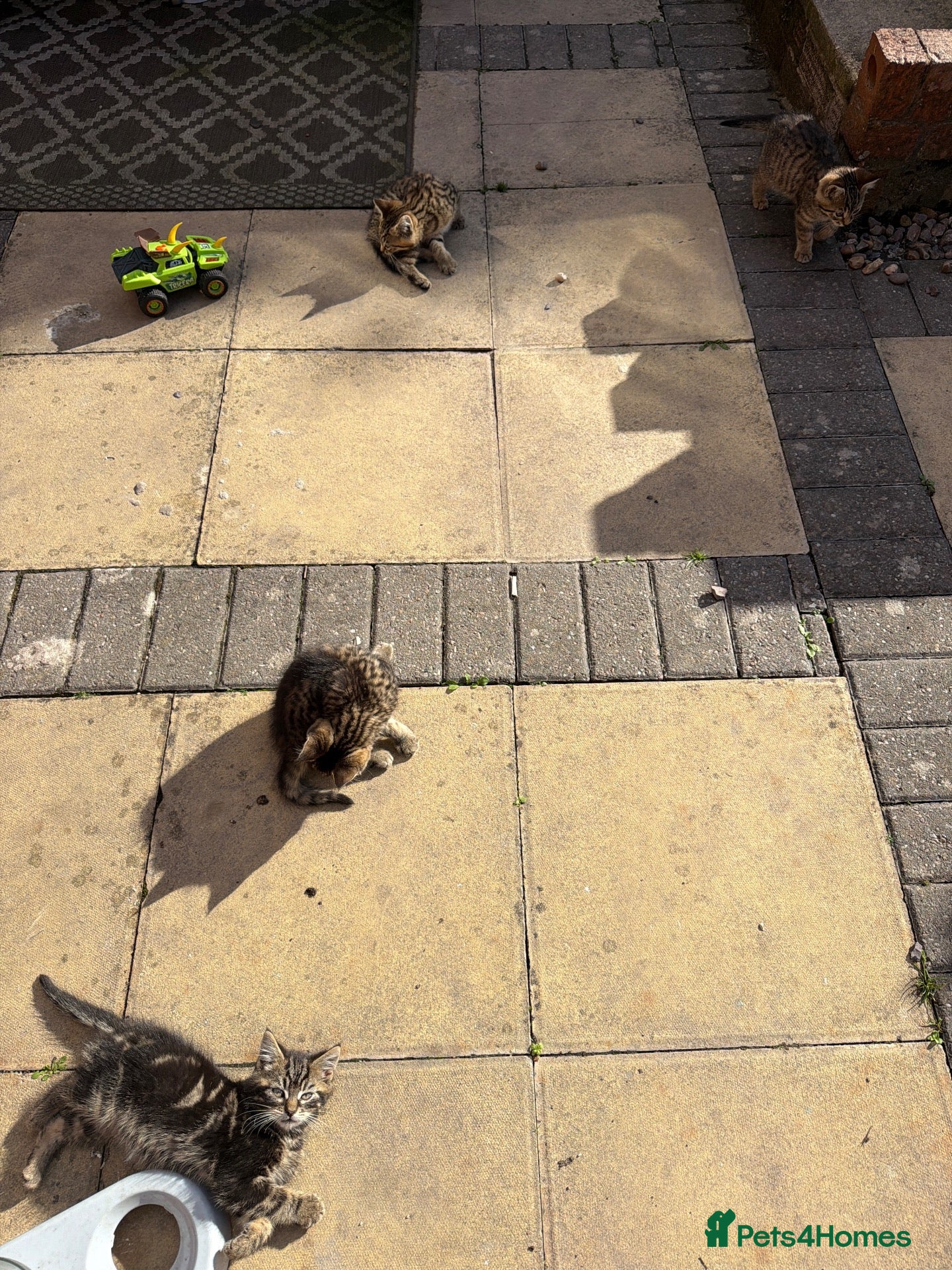Mixed Breed cats 🐾 Gorgeous Cross Kittens  🐾 - Advert 1