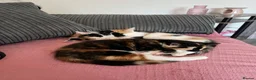 Domestic Shorthair cats for sale: Selling domestic kittens (calico kittens) in Livingston - Advert 10