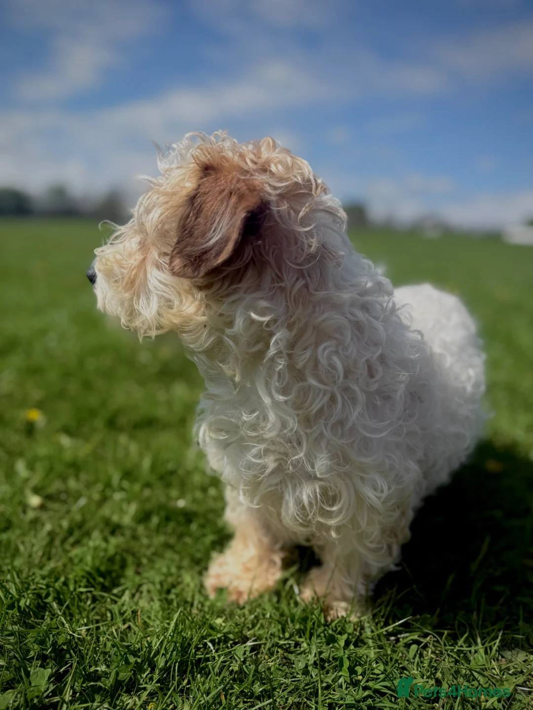 Mixed Breed dogs for sale: 5stunning sealyham x bedlington boys🩵 - Advert 2