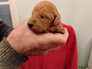 Standard Poodle dogs Beautiful KC Reg Standard Poodle Puppies - Advert 4