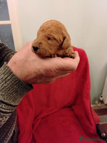 Standard Poodle dogs Beautiful KC Reg Standard Poodle Puppies - Advert 8