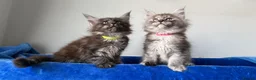 Maine Coon cats for sale: Maine coon kittens registered with GCCF - Advert 28