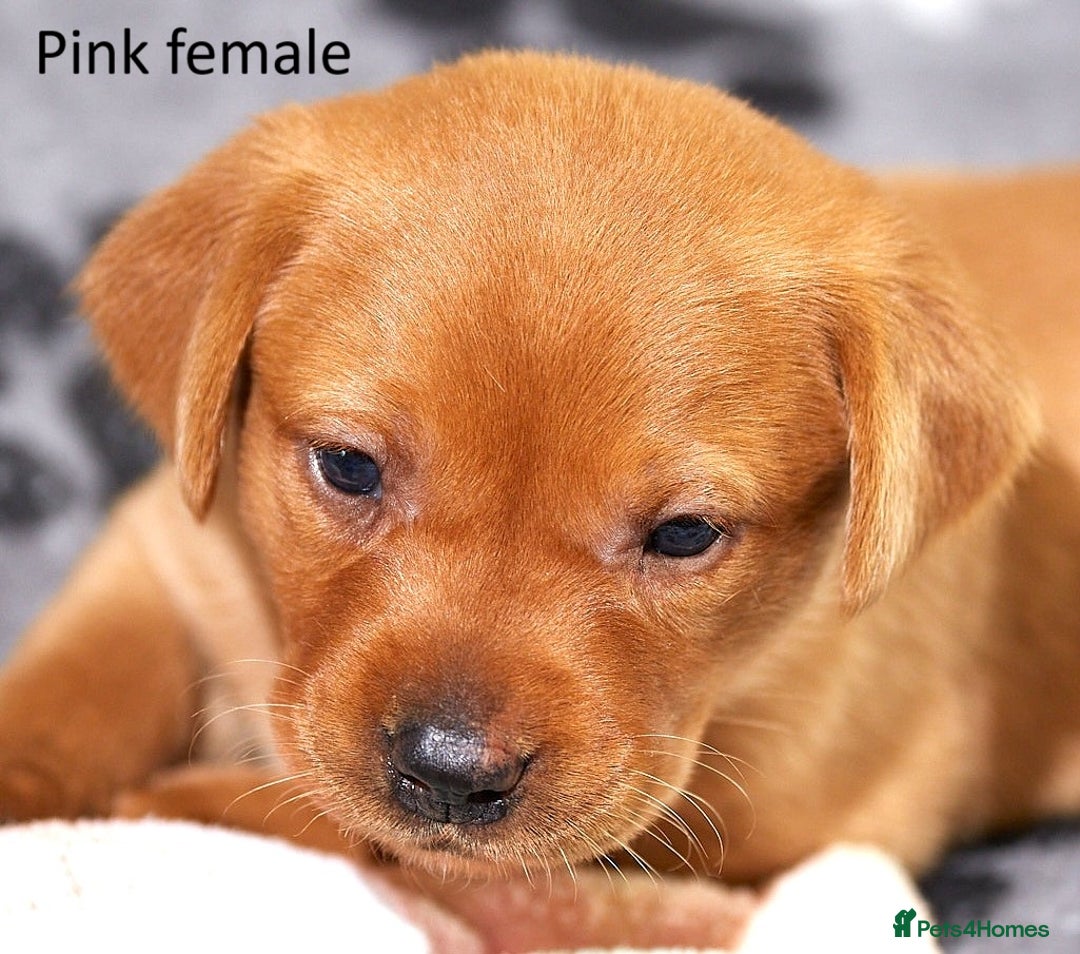 Labrador Retriever dogs for sale: Fox red labrador pups for sale - Image 3