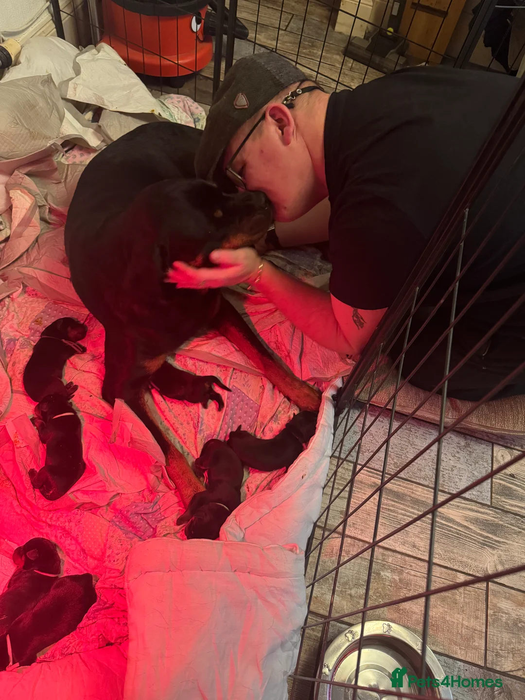 Rottweiler dogs for sale: Beautiful Rottweiler puppies for sale  - Advert 3