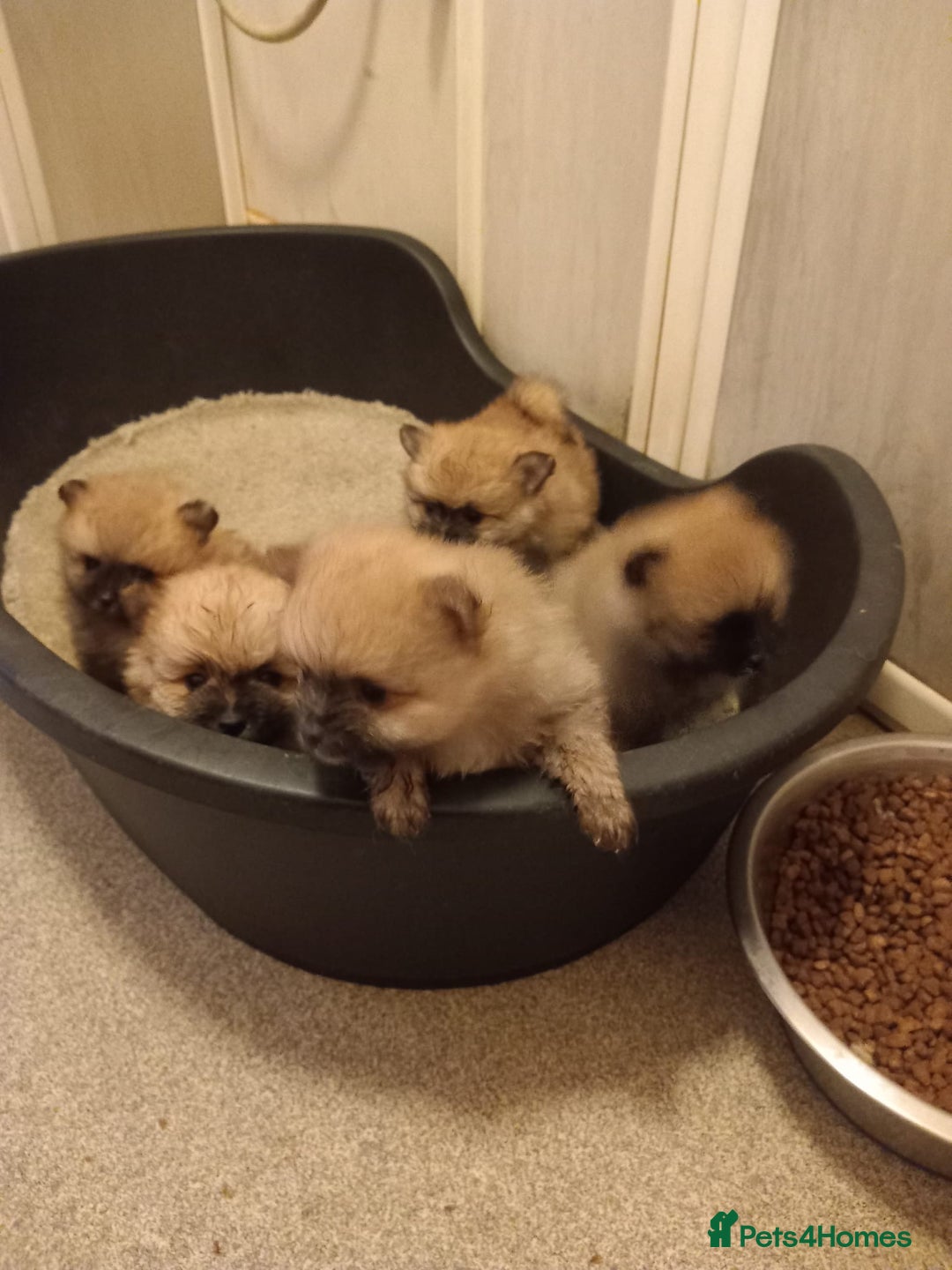 Pomeranian dogs for sale: Puppy’s for sale 8 weeks old  - Advert 4