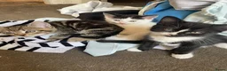 Domestic Shorthair cats for sale: Four kittens needing a home - Advert 9