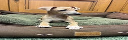 Italian Greyhound dogs for sale: Italian greyhound puppies  - Advert 9