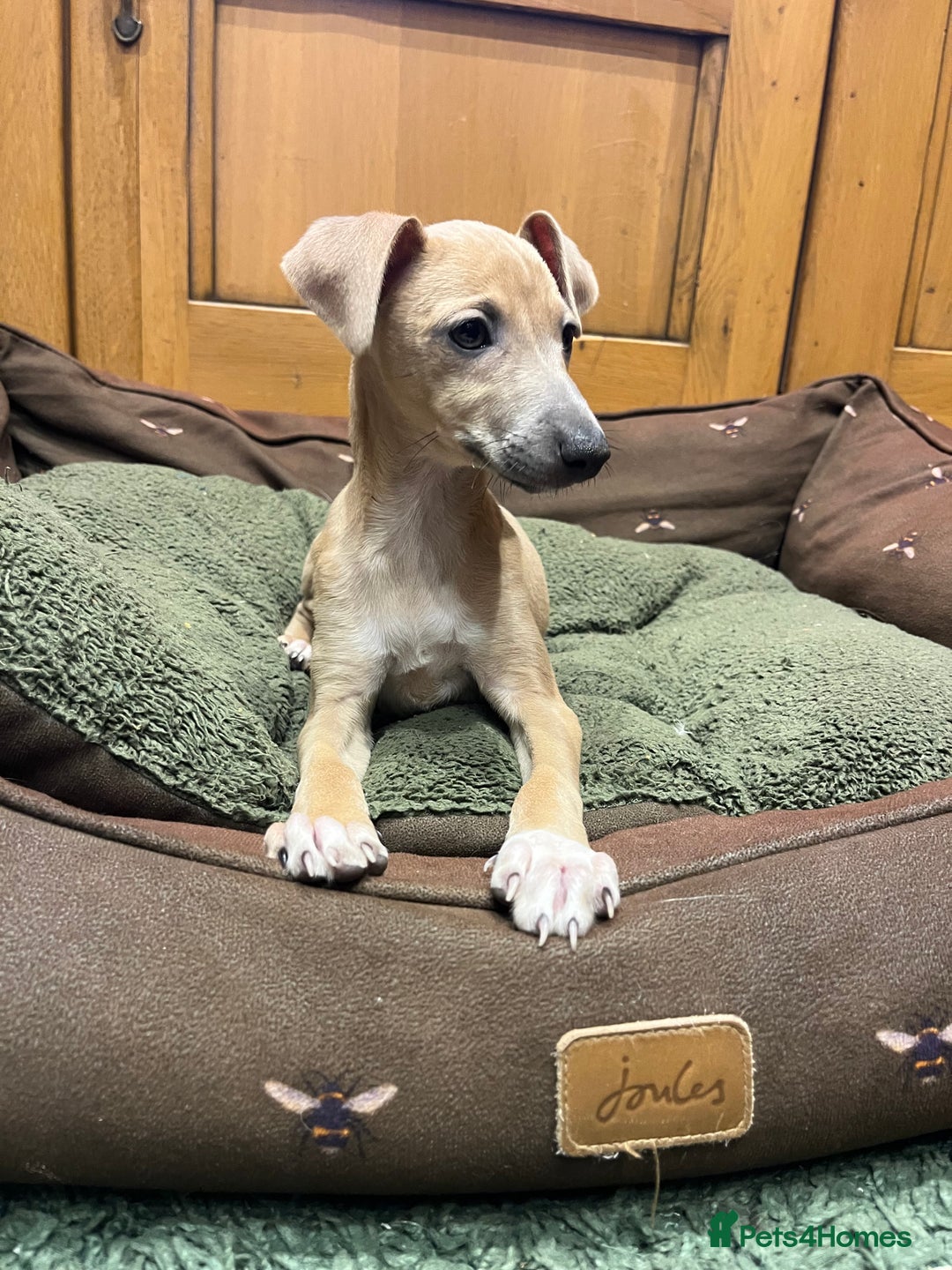 Italian Greyhound dogs for sale: Italian greyhound puppies  - Advert 9