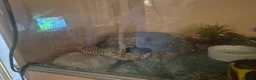 Leopard Gecko reptiles for sale: 2 year old  female leopard gecko with full setup  - Advert 9