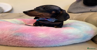 Miniature Dachshund dogs - Advert 16