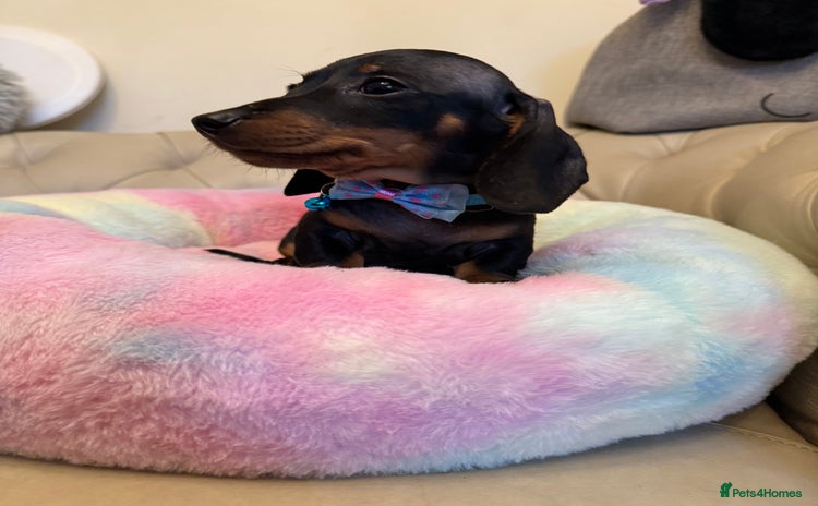 Miniature Dachshund dogs - Advert 8