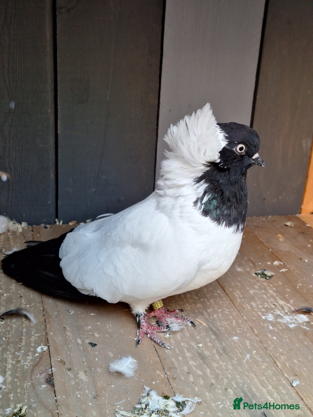 Conures birds for sale: King Madonna Pigeon for sale - Advert 15