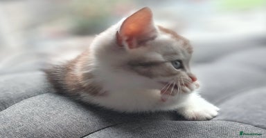 British Shorthair cats - Advert 7