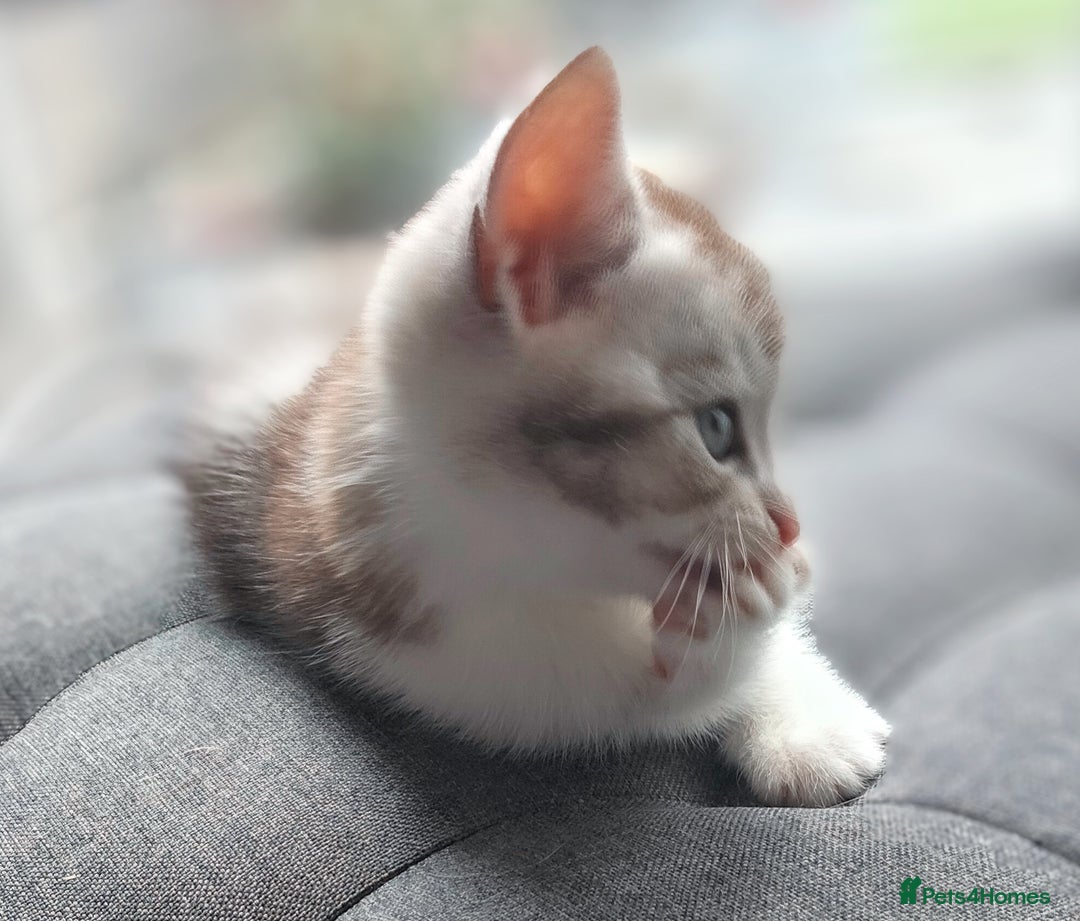 British Shorthair cats for sale: Now Ready to leave! Cute Little British Shorthair - Image 11