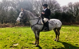 Appaloosa horses for sale: Perfect allrounder for sale - Image 6