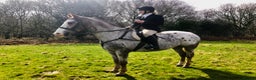 Appaloosa horses for sale: REDUCED FOR QUICK SALE Perfect allrounder for sale - Advert 6