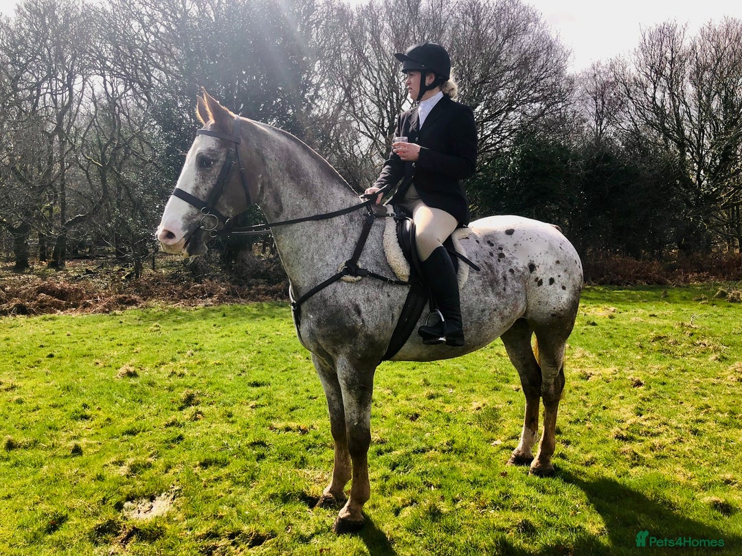 Appaloosa horses for sale: Perfect allrounder for sale - Image 6