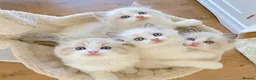 Ragdoll cats for sale: READY NOW *** INDOOR FULL PEDIGREE RAGDOLL KITTENS - Advert 23