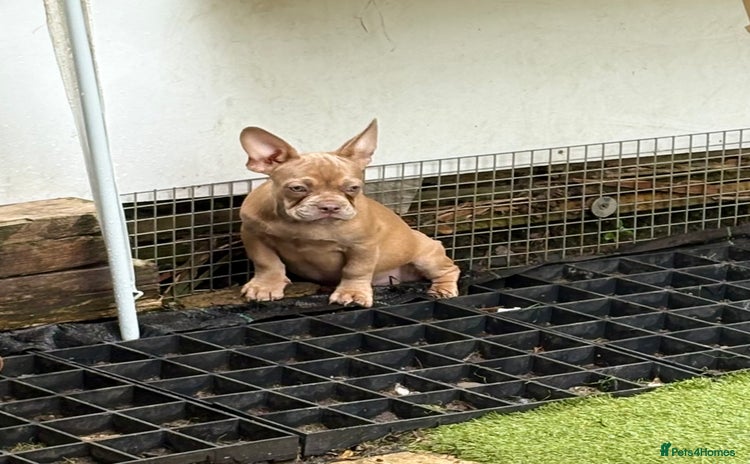 French Bulldog dogs - Advert 7