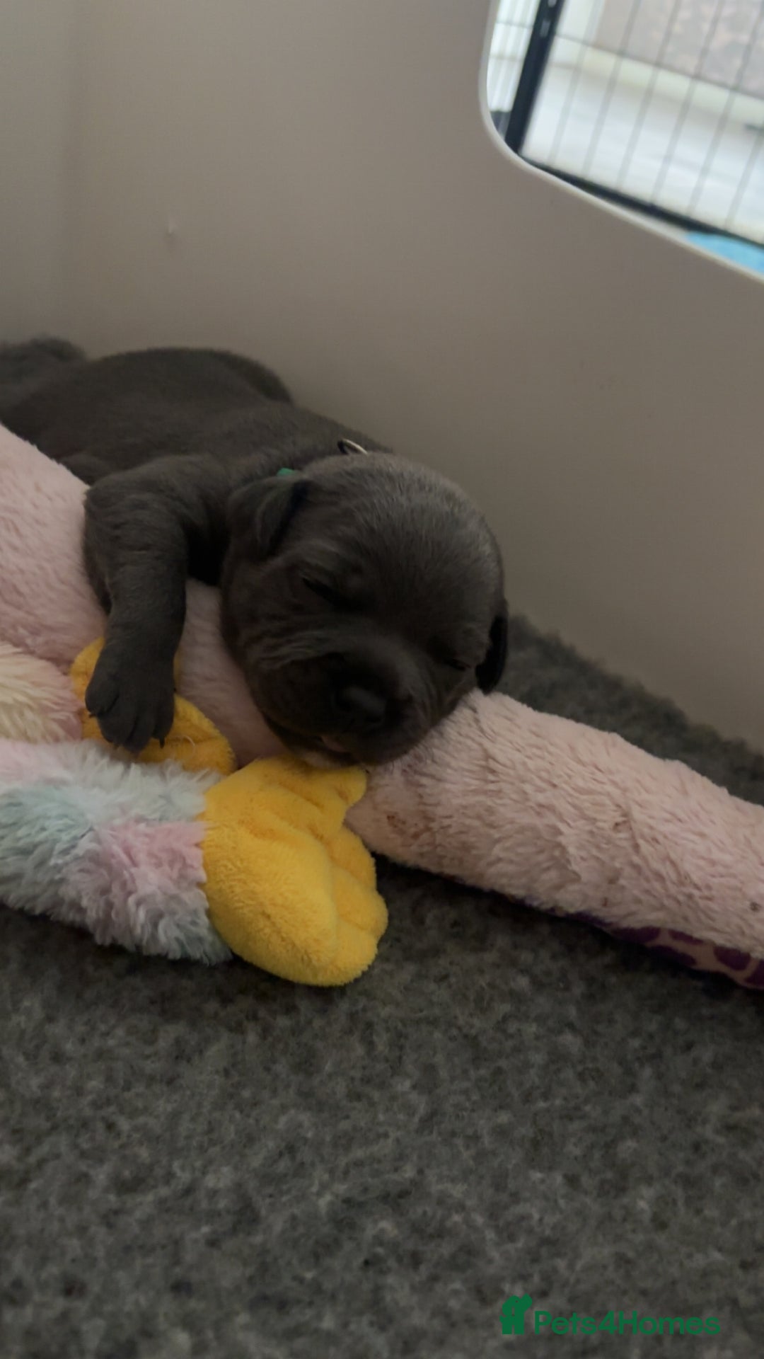 Staffordshire Bull Terrier dogs for sale: Piro daughter & Pharon (Bullscaff) pups for sale - Image 15