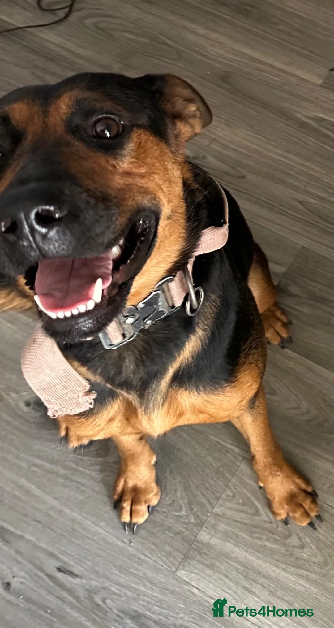 Mixed Breed dogs for sale: Loving 1-Year-Old Shepweiler Female  - Advert 2