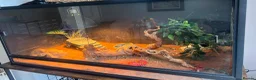 Bearded Dragon reptiles for sale: Bearded dragon Red Monster in Crewe - Advert 2