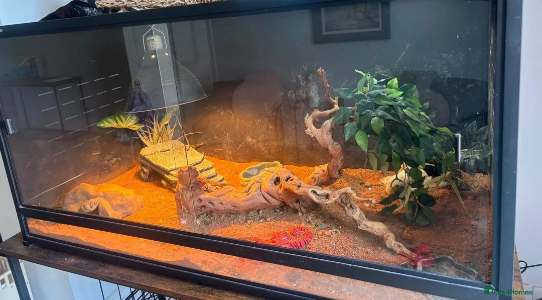 Bearded Dragon reptiles for sale: Bearded dragon Red Monster in Crewe - Advert 2