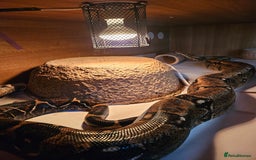 Boa Snake reptiles for sale: Two Friendly Boa Constrictors + 6ft Vivariums - Image 2