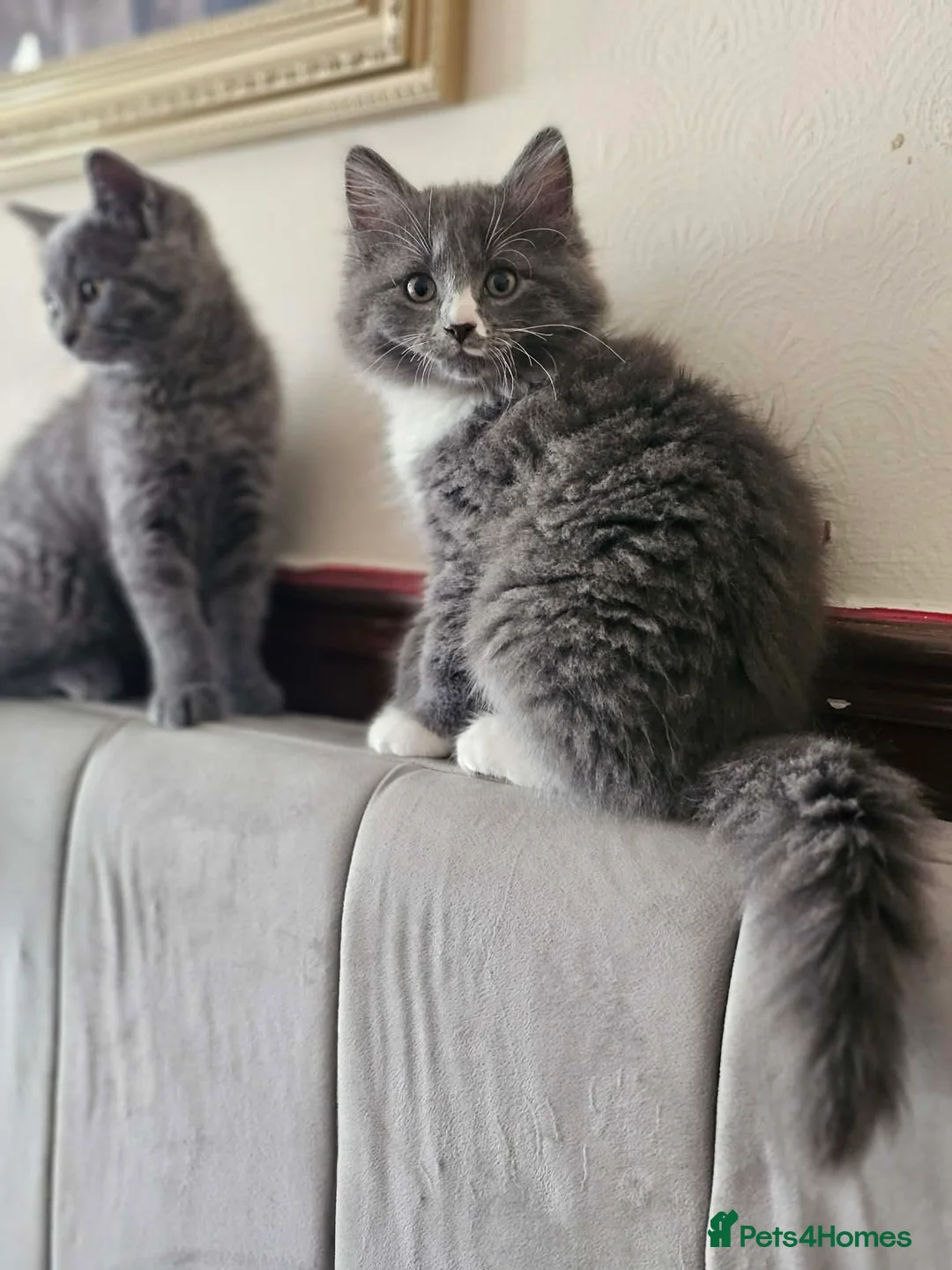British Shorthair cats for sale: British shorthair 2 Girls  - Advert 3