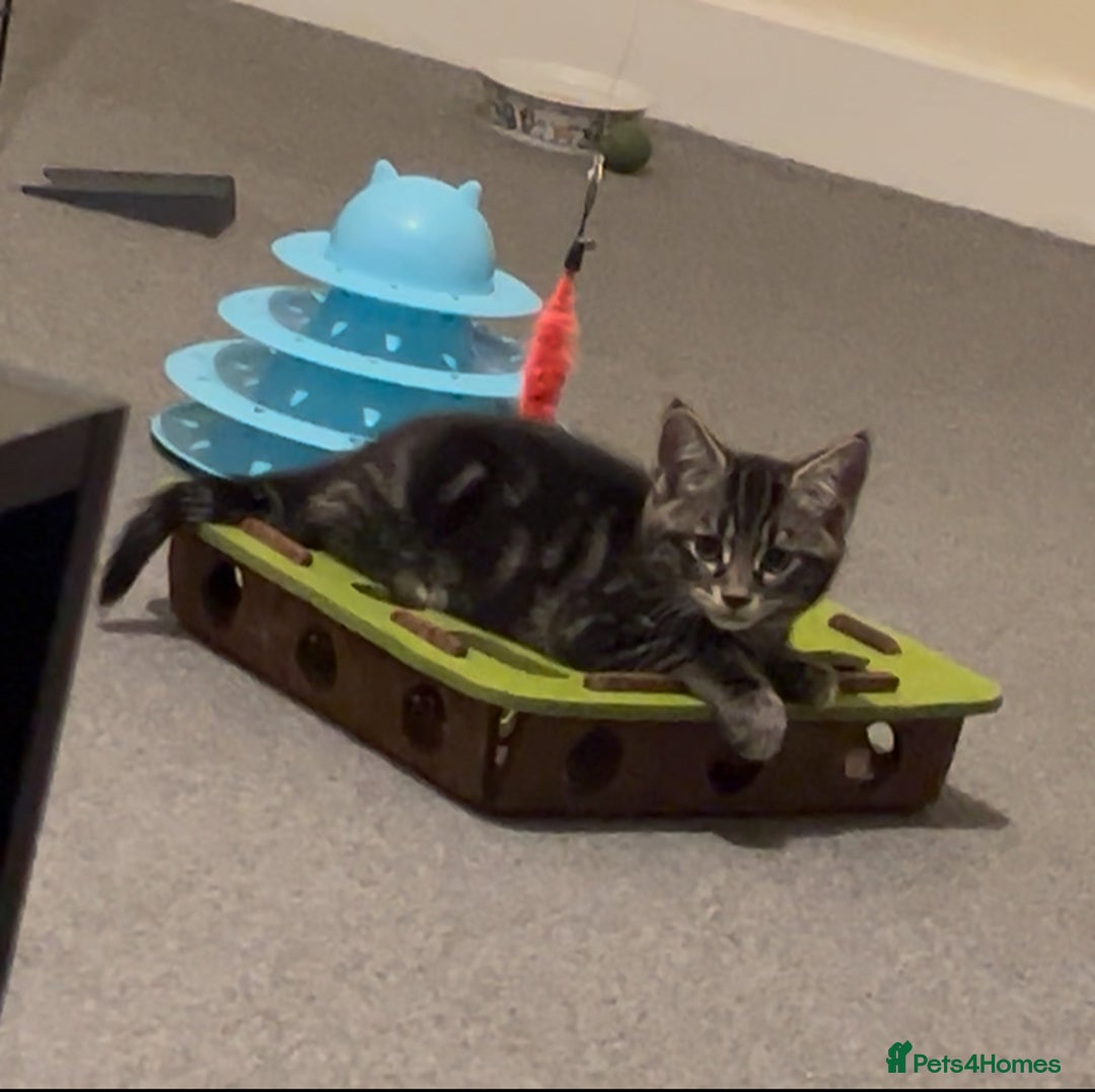 Mixed Breed cats for sale: 2 beautiful playful boys. Stunning tabby markings - Advert 11