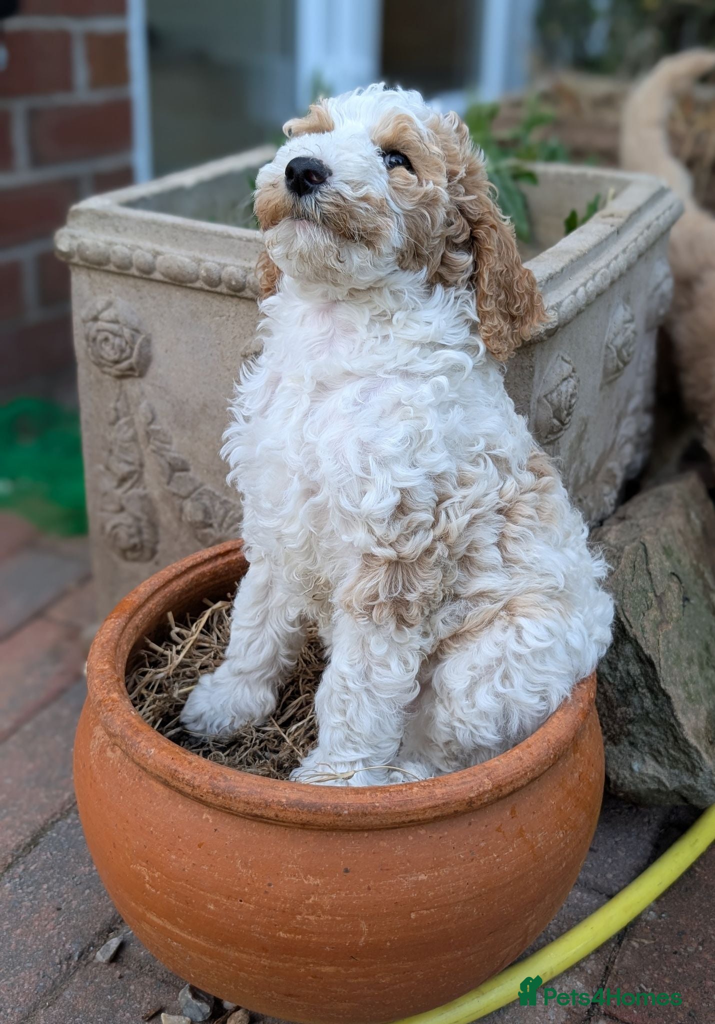Goldendoodle dogs 🐾 Beautiful Standard Goldendoodle Puppies 🐾 - Advert 2