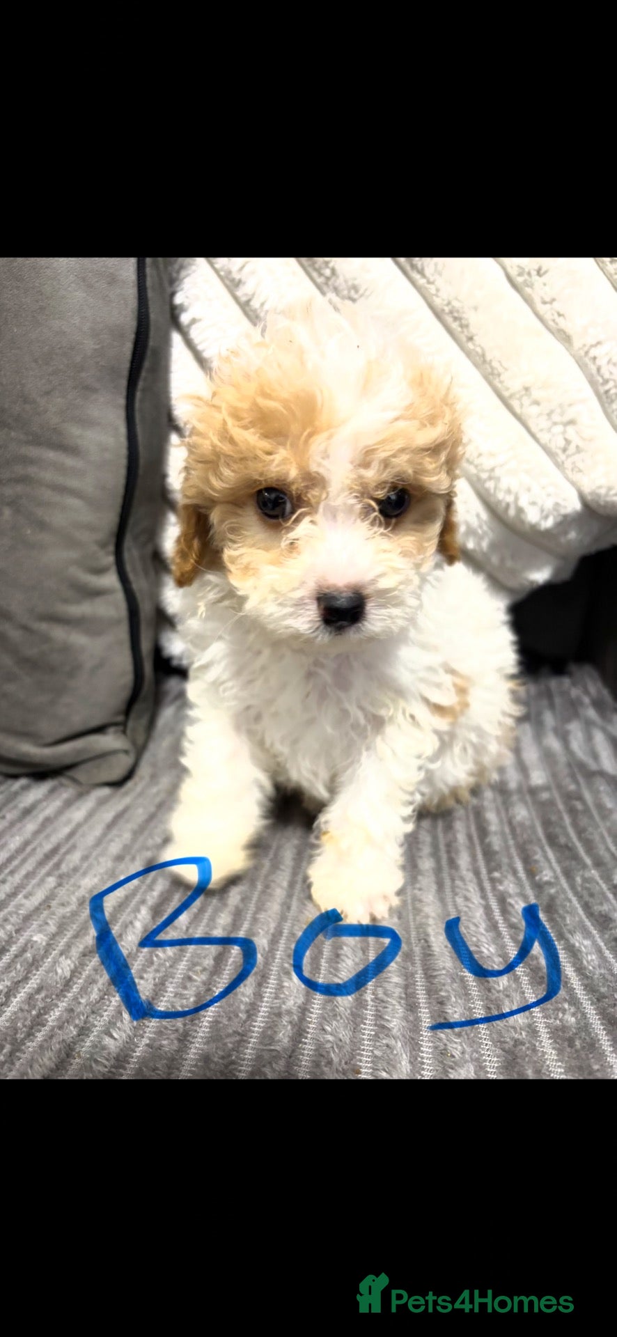 Cavapoo dogs F1BB tiny Cavapoo puppies  - Advert 2