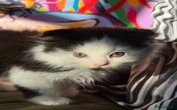 Scottish Fold cats for sale: Three delightful Scottish Fold Kittens  - Image 1
