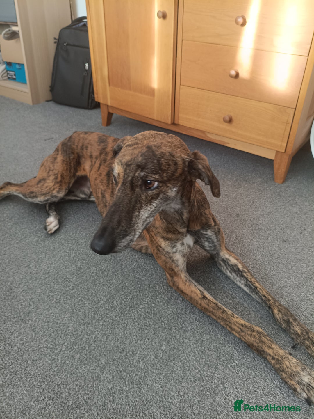 Greyhound dogs for sale: Beautiful Greyhound ready for new chapter - Advert 2