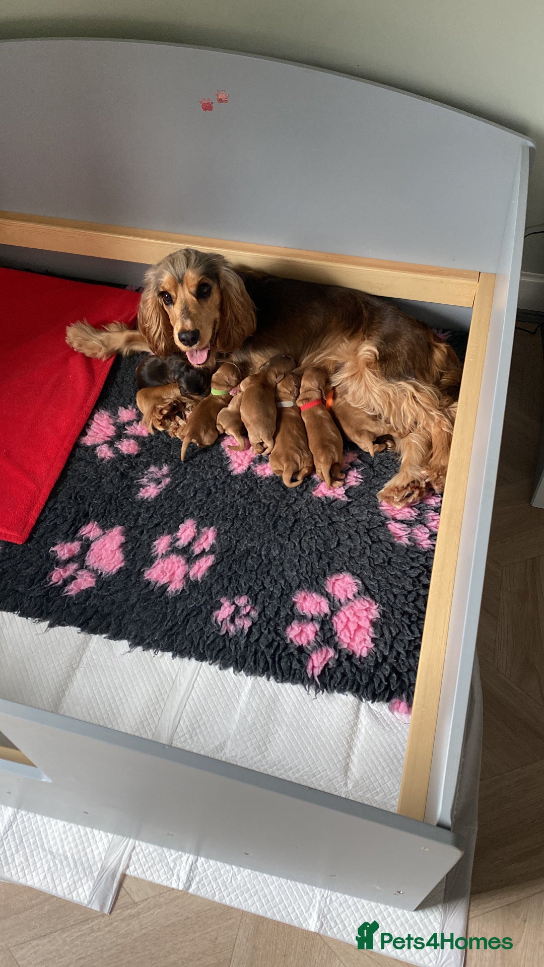 Cocker Spaniel dogs for sale: KC Sable show type Cocker spaniel puppies - Image 1