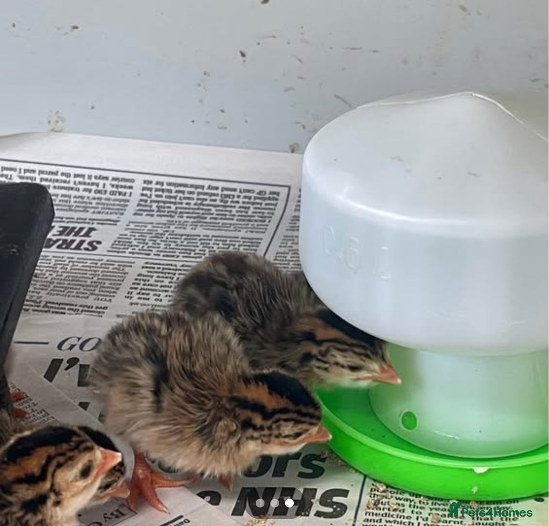 Chickens poultry for sale:  Appenzeller, Pekin, Brakel, Guinea Fowl, Bobwhite in Aberaeron - Advert 8