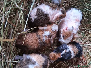 Guinea Pig rodents Various guineas for sale, see description - Advert 16