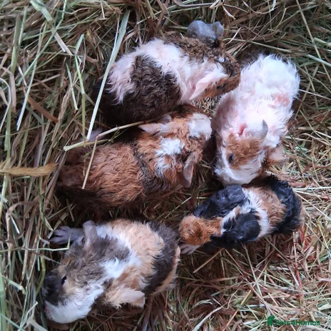 Guinea Pig rodents Various guineas for sale, see description - Advert 11