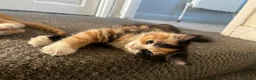 Mixed Breed cats for sale: These mixed breed kittens looking for loving homes in Bromley - Advert 8