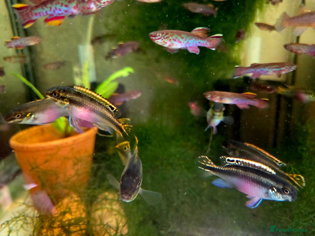 Killifish fish for sale: the fish that are in the photo Read the descriptio - Image 15